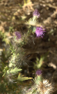 2009-08-24_8 Italian Thistle TN.jpg - 31226 Bytes